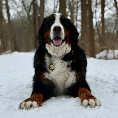 Pet Memorial Tribute Gallery