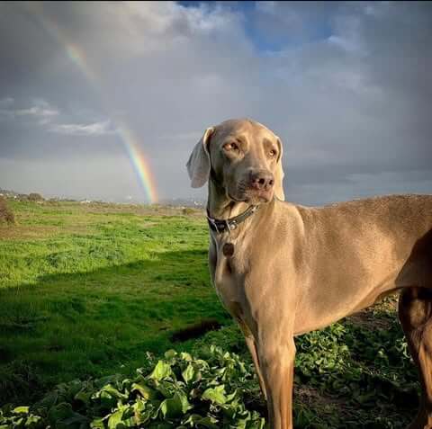 Rainbow Bridge Dog Memorial