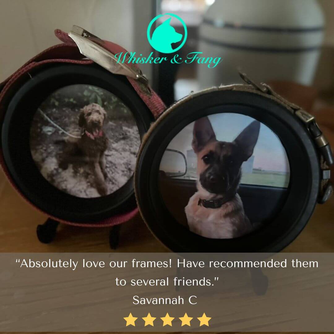 Pet memorial gift review | Pet collar keepsake frames displaying dog photos, shown with glowing customer testimonial for Whisker & Fang.