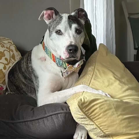 Dog Collar Picture frame Memorial