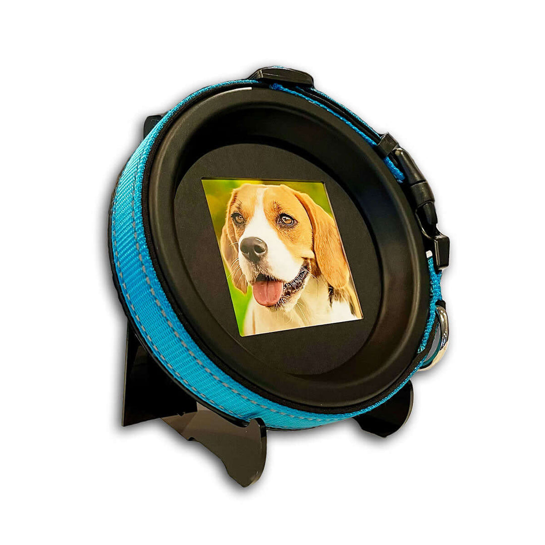 The Beagle | Blue dog collar photo frame featuring a beagle portrait, designed by Whisker & Fang for memorializing beloved pets.- Pet Keepsake