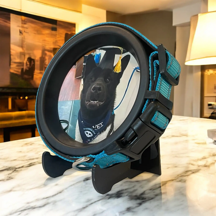 Black and teal dog collar memory frame with photo of smiling dog in graduation cap and vet bandana on marble table
