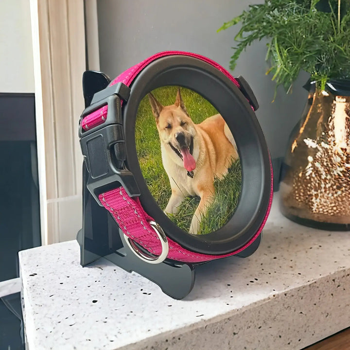 Dog collar remembrance frame with bright pink collar featuring a happy tan dog laying in grass, by Whisker & Fang. -Pet Bereavement Gift
