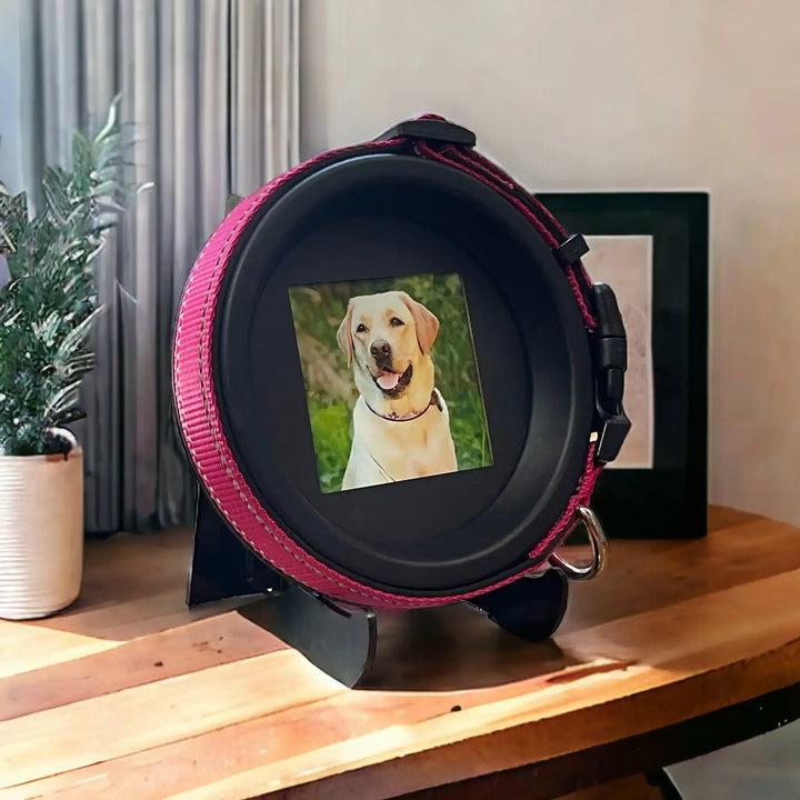 Labrador dog collar memorial frame with pink collar and photo, displayed on a wooden table by Whisker & Fang.