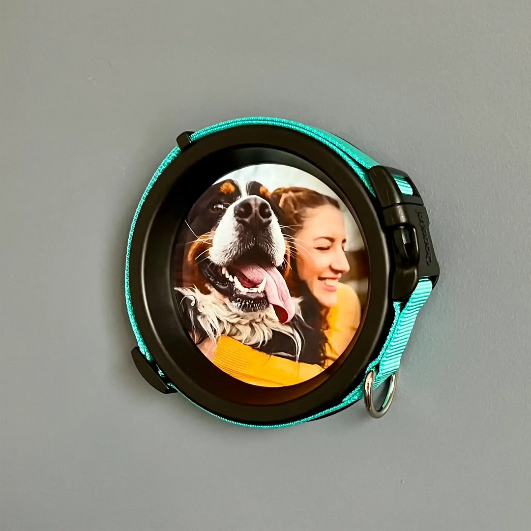 Wall-mounted Bernese Mountain Dog memorial frame with mint green collar and joyful pet photo display.