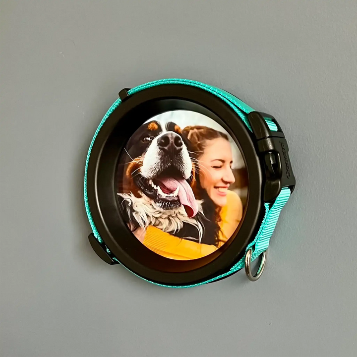 Wall-mounted Bernese Mountain Dog memorial frame with mint green collar and joyful pet photo display.