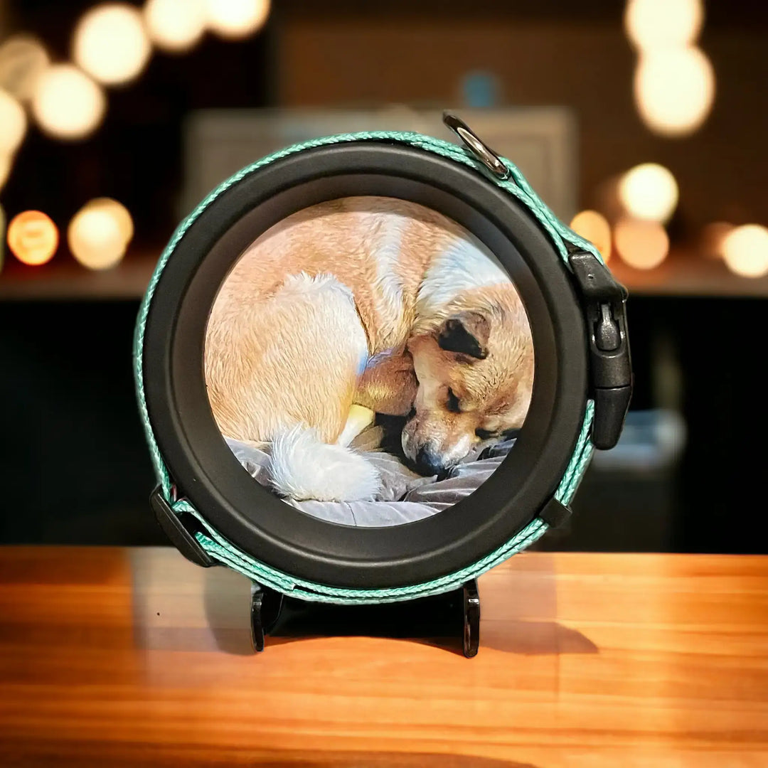 Pet collar memorial frame with mint green collar and a sleeping dog photo, shown on a wood table with soft lighting.
