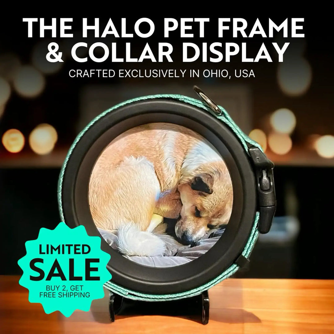 Halo Dog Collar Picture Frame & Collar Display