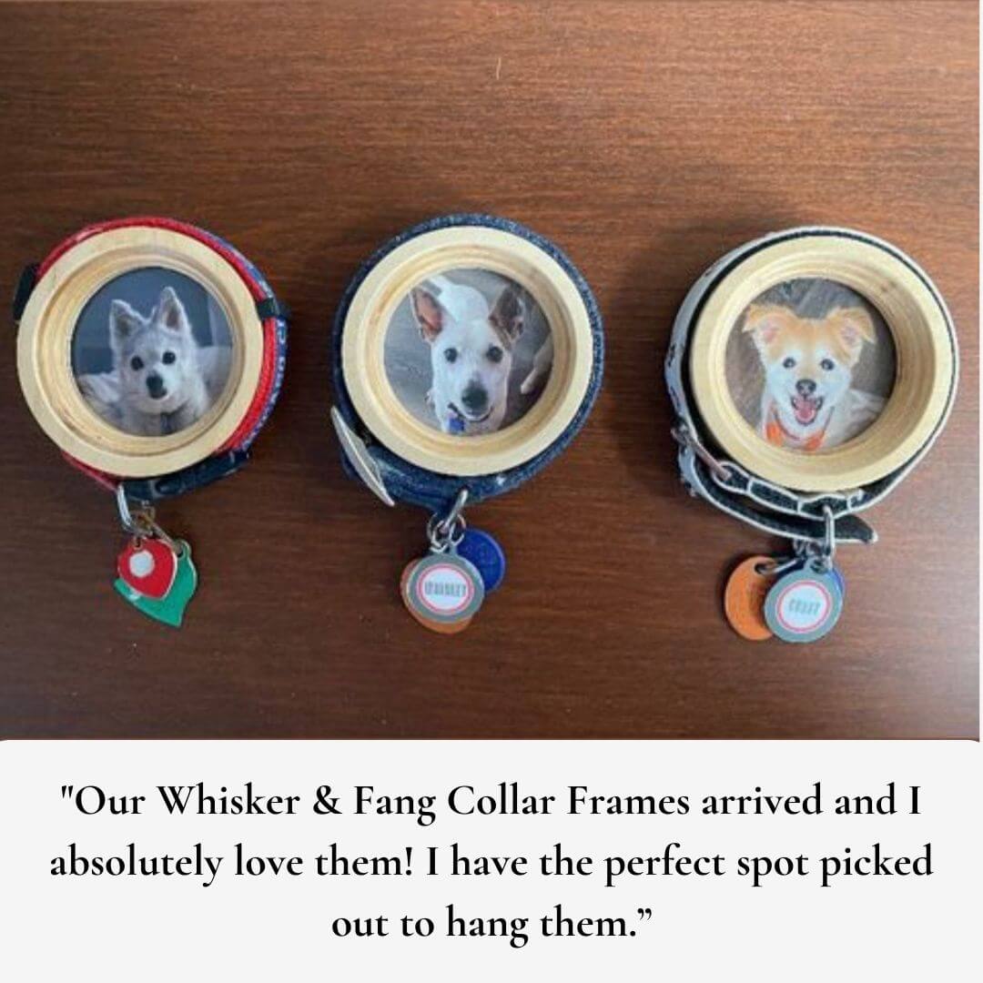 Set of three small dog memorial frames with collars and name tags, displayed with customer review praising Whisker & Fang keepsakes.