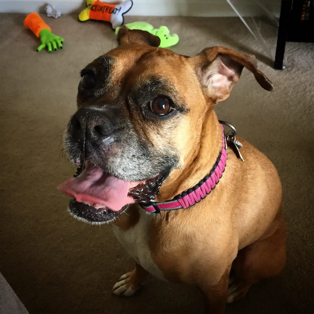Dog Collar Memorial for Boxer