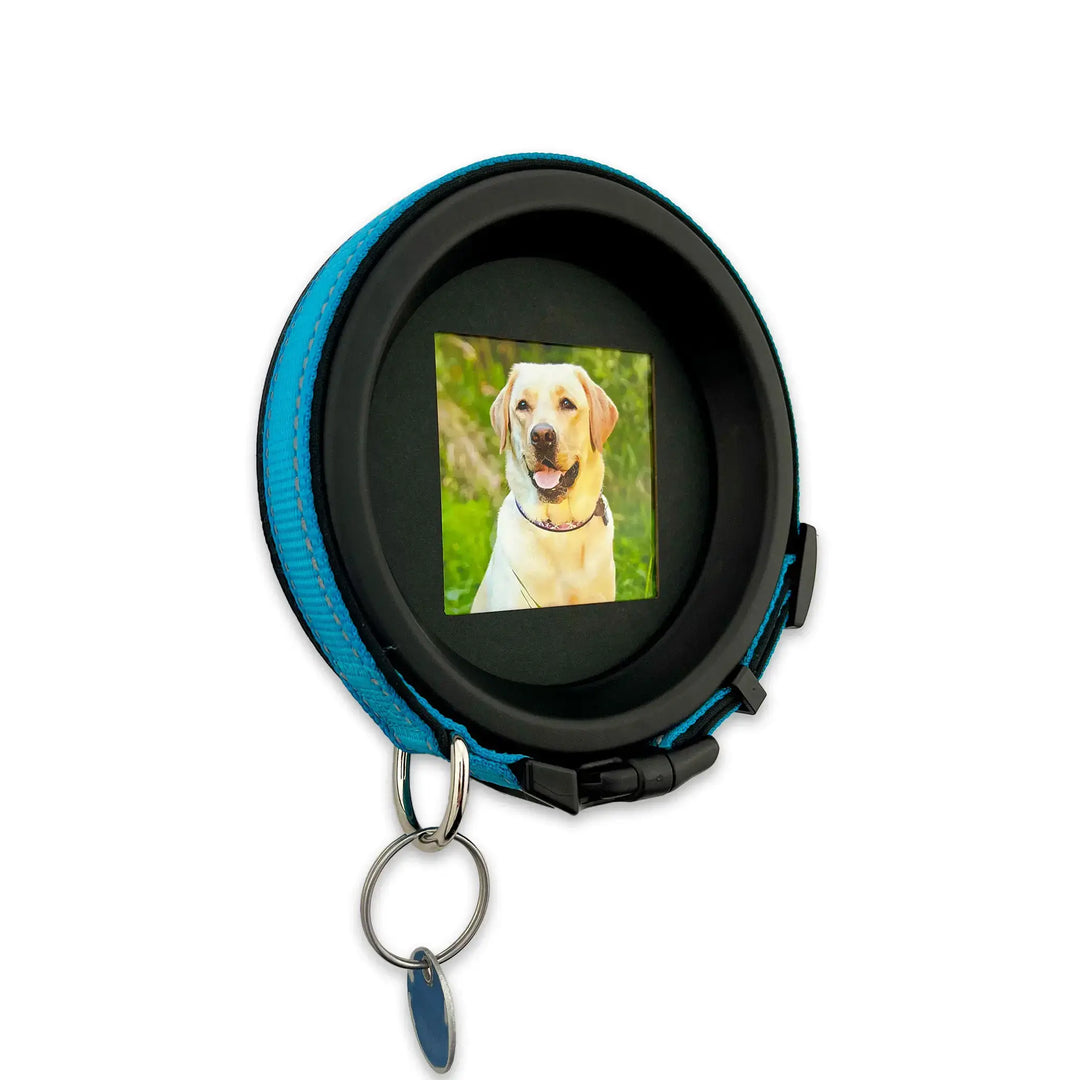 Labrador dog collar memorial frame with photo and attached blue collar and ID tag display