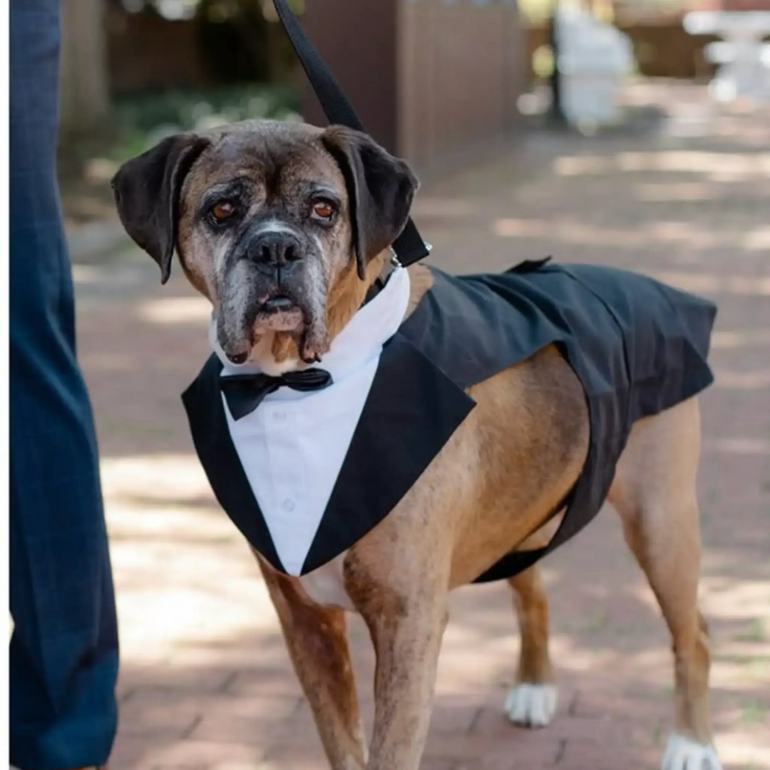 Dog Memorial Tribute Page