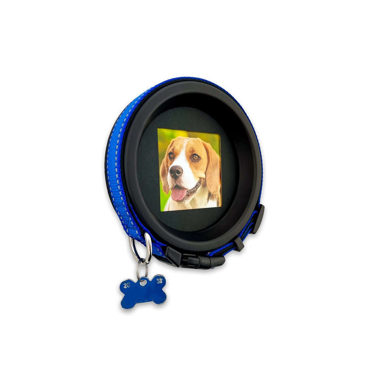 The Beagle | Beagle collar memory frame by Whisker & Fang, with blue collar and engraved name tag on a white background.