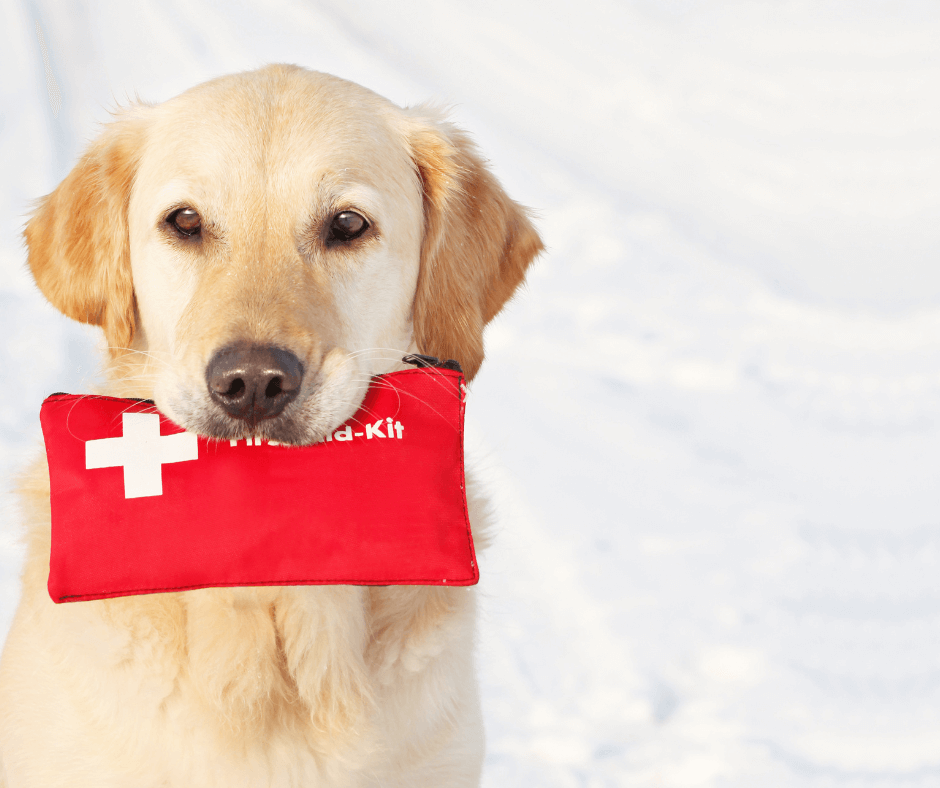 pet first aid