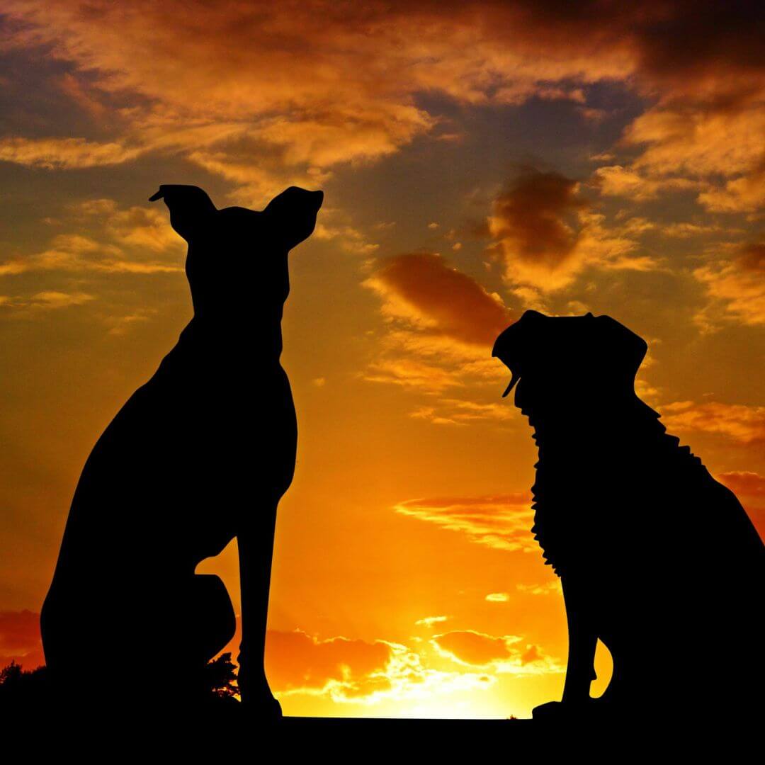 Managing Depression Following Pet Loss - Whisker&Fang