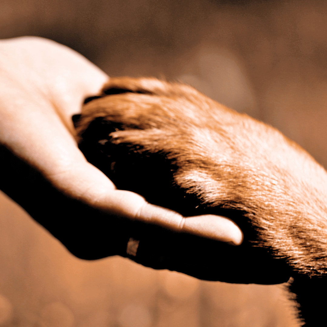 Providing Comfort and Care: Exploring the World of Pet Hospice - Whisker&Fang