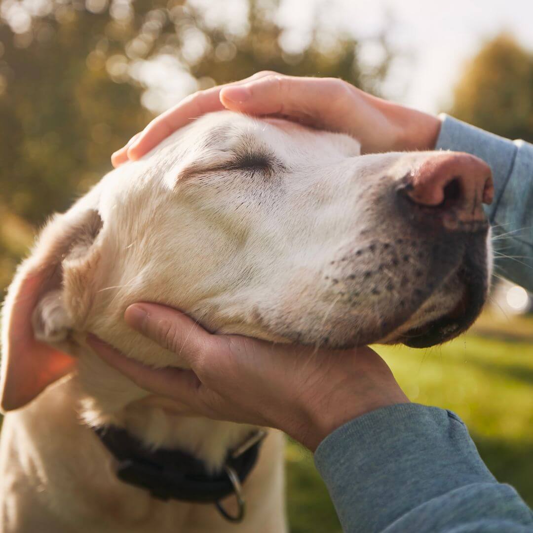 Things to do for your Furry Family Member on Their Last Day