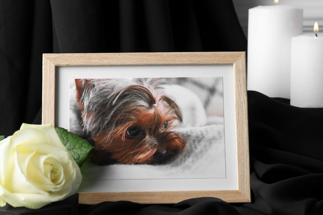Candle glowing beside a pet photo frame, creating a peaceful holiday remembrance scene.