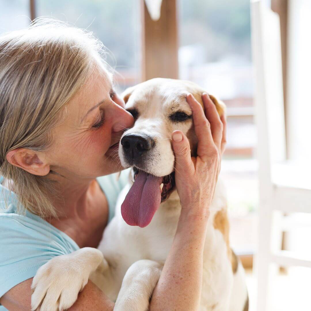 Activity ideas for senior pets