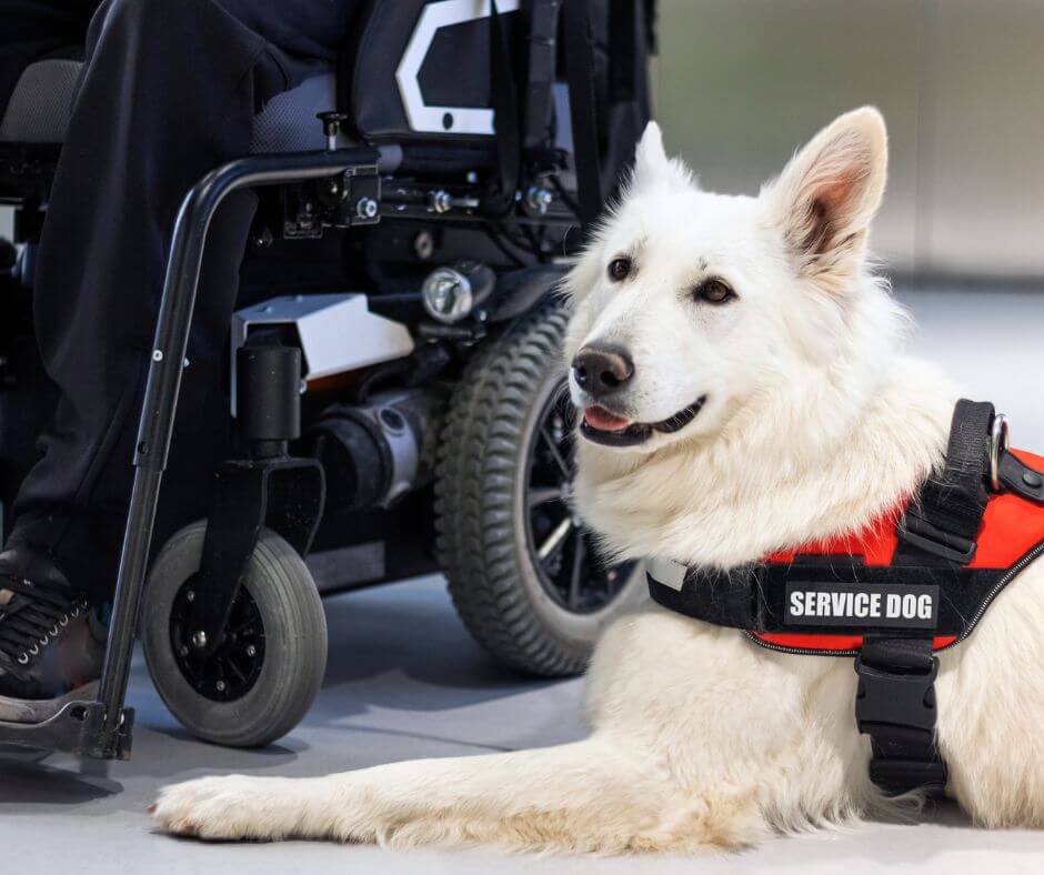 Unleashing Abilities: Exploring the Diverse Roles of Service Dogs