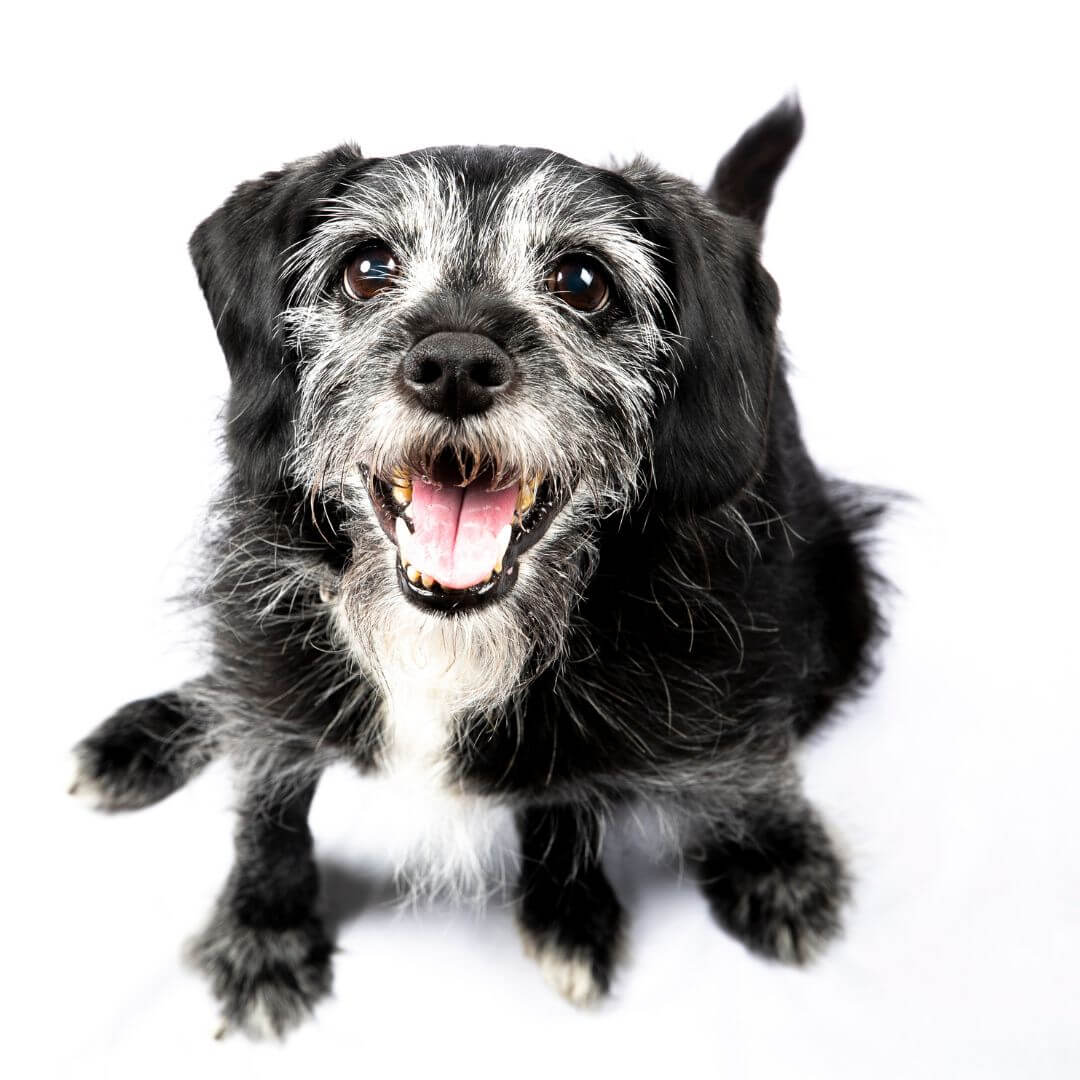 pets with incontinence