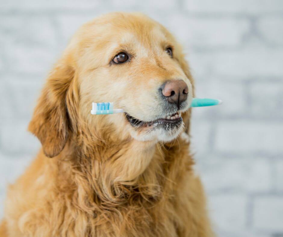 pet dental health