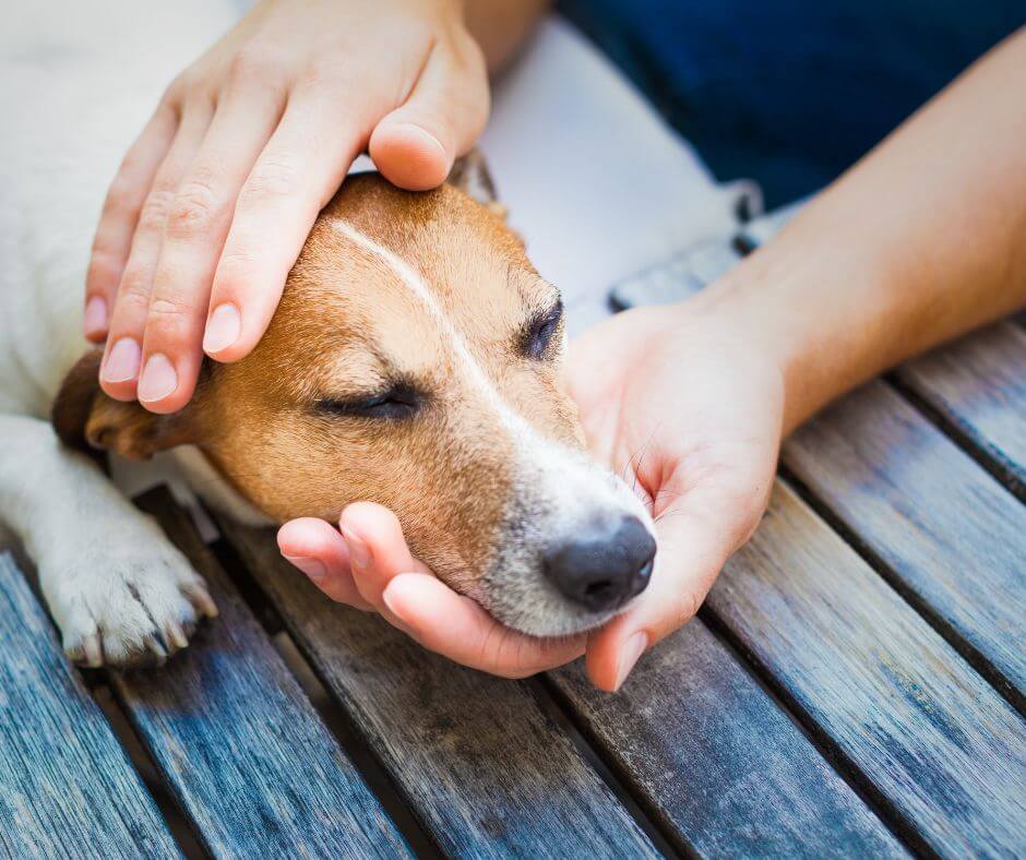 coping with pet illness