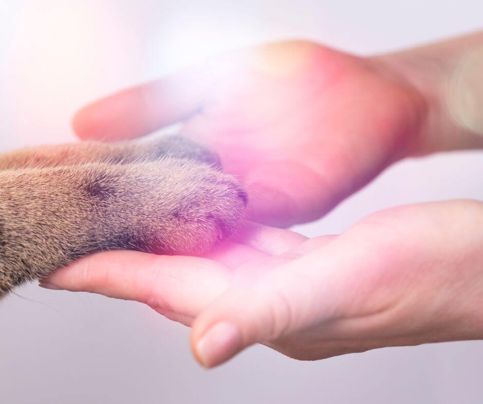 the first anniversary of your pet's passing