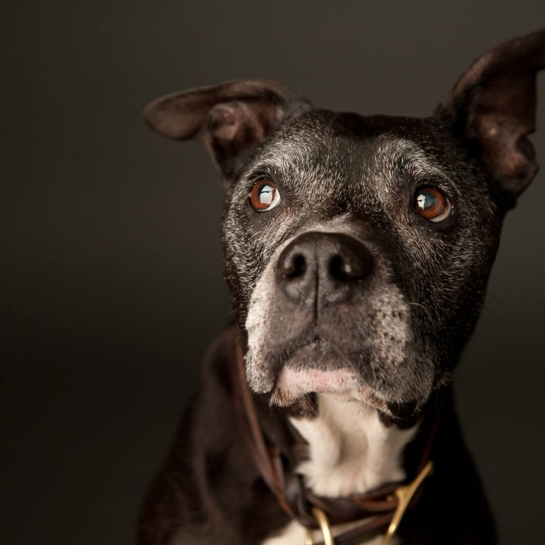 How to Prepare for the Loss of an Aging or Ill Pet: Finding Comfort and Support