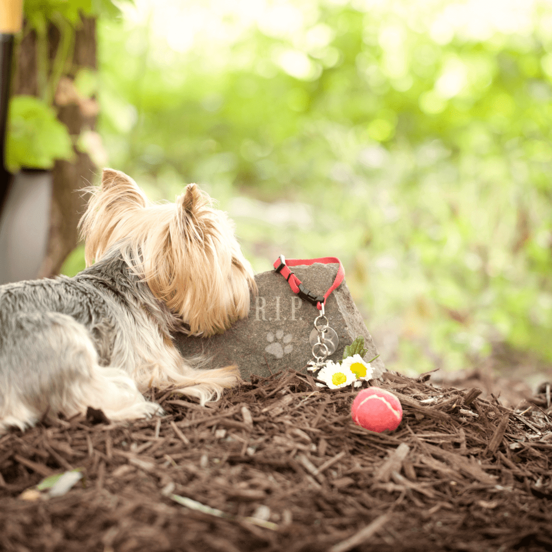 Honoring Our Beloved Companions: The Importance of Celebrating and Memorializing Our Pets - Whisker&Fang