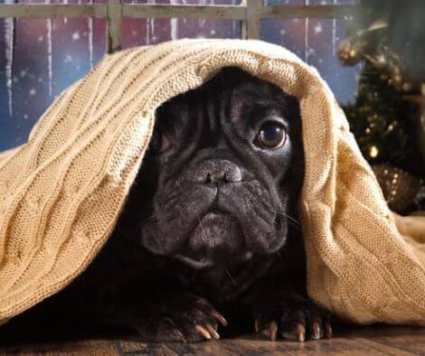 5 Effective Ways to Help Pets Cope with Anxiety and Stress - Whisker&Fang