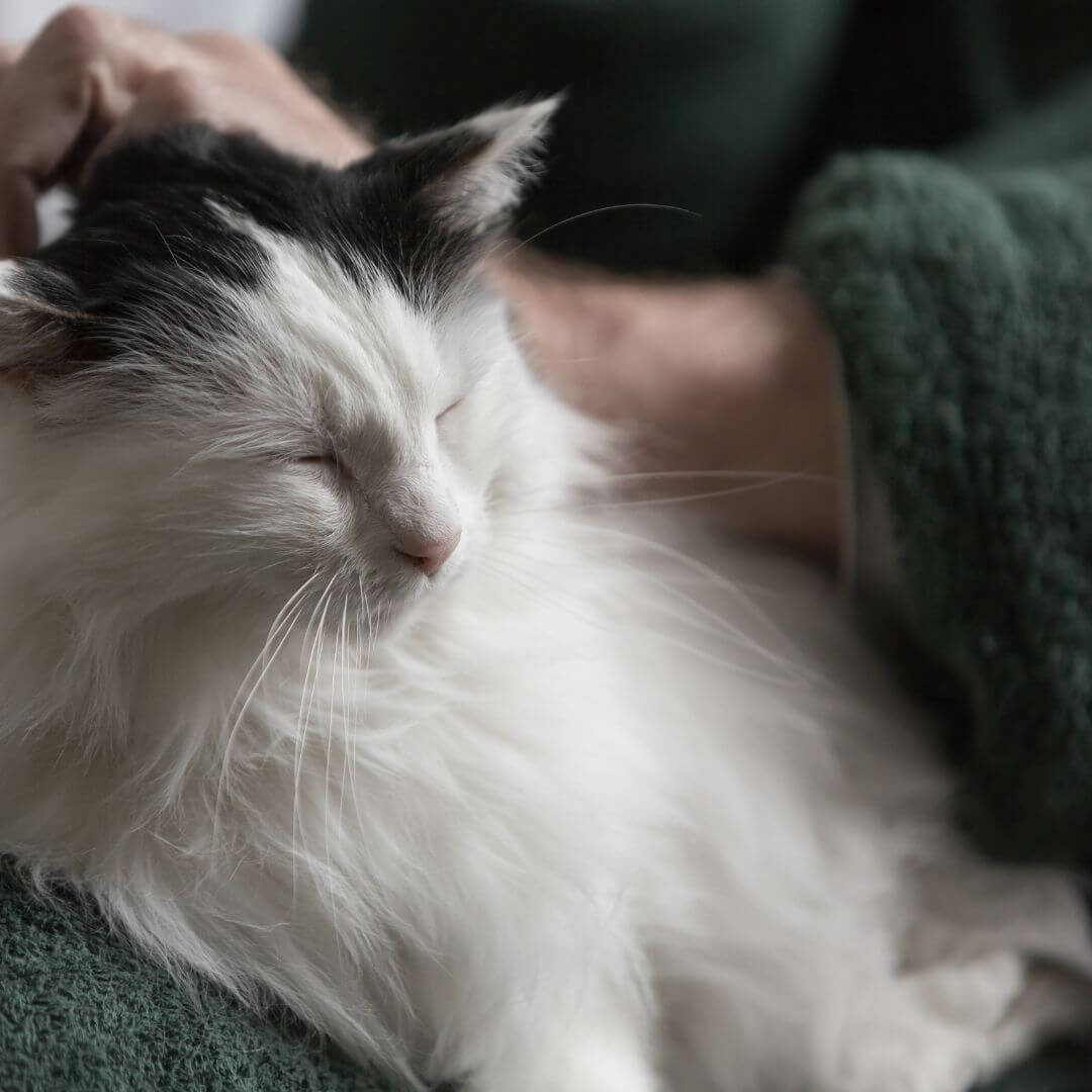 caring for senior cats