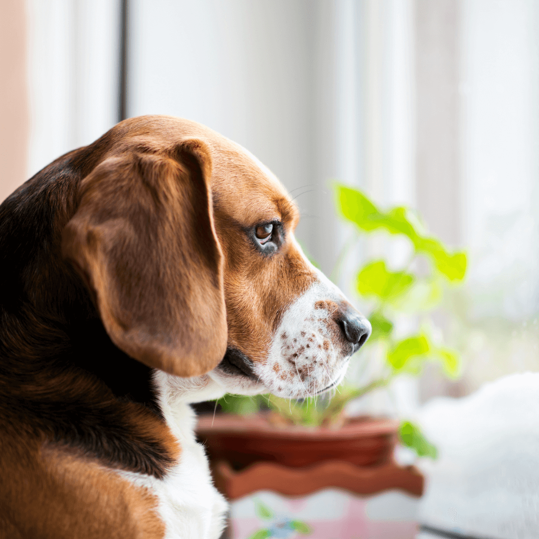 Navigate survivor pet grief with support and understanding. Explore strategies for coping with the loss of a companion animal and finding solace
