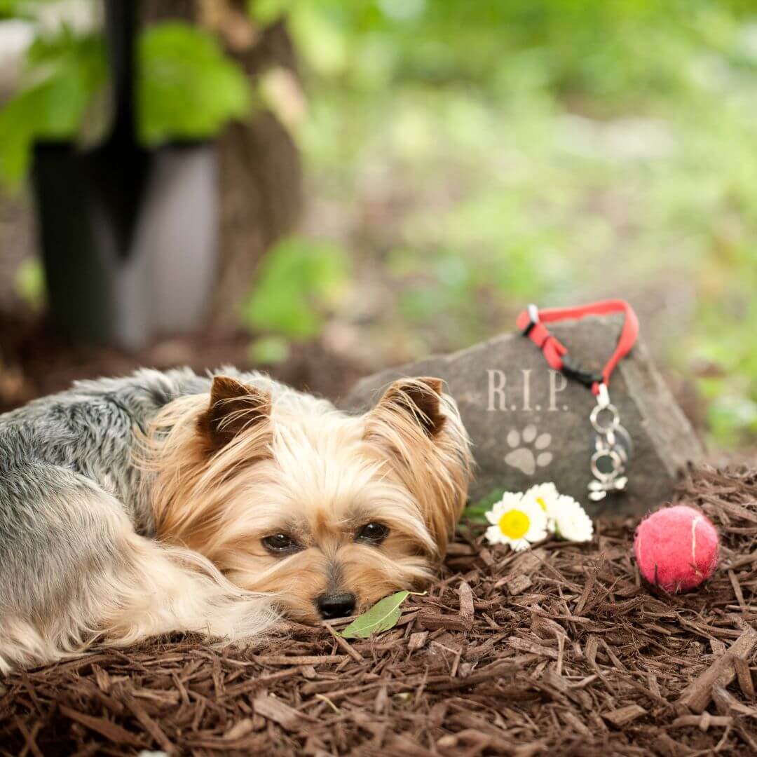 Grief in Pets
