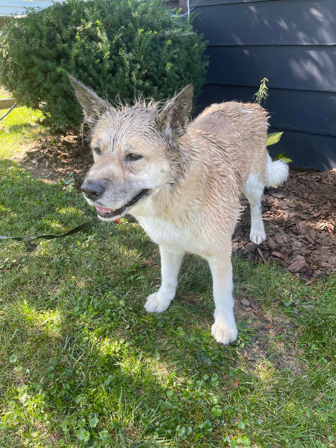 Embracing the Journey: Managing Our Dog's Diagnosis of Sebaceous Adenitis - Whisker&Fang