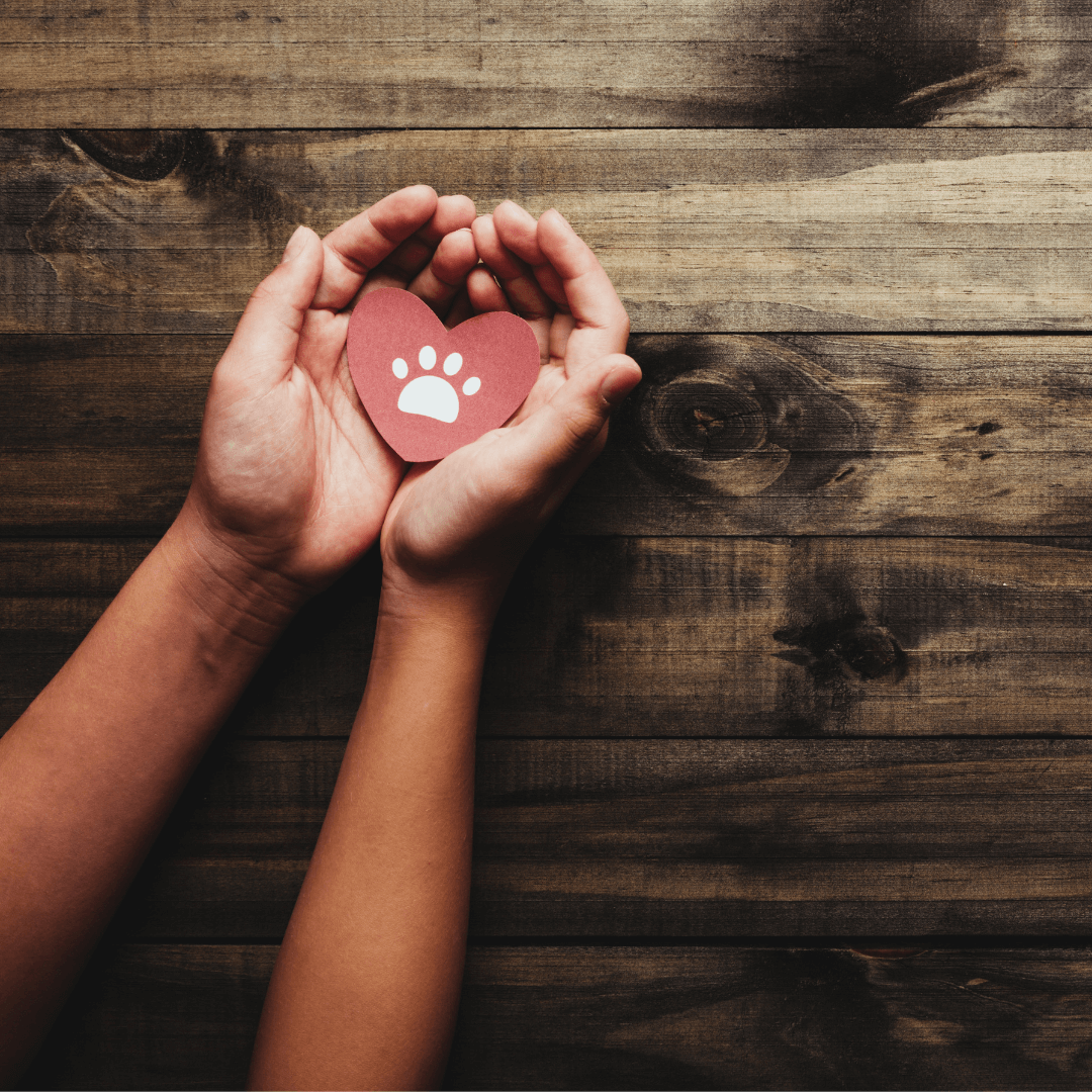 pet loss grief and recovery