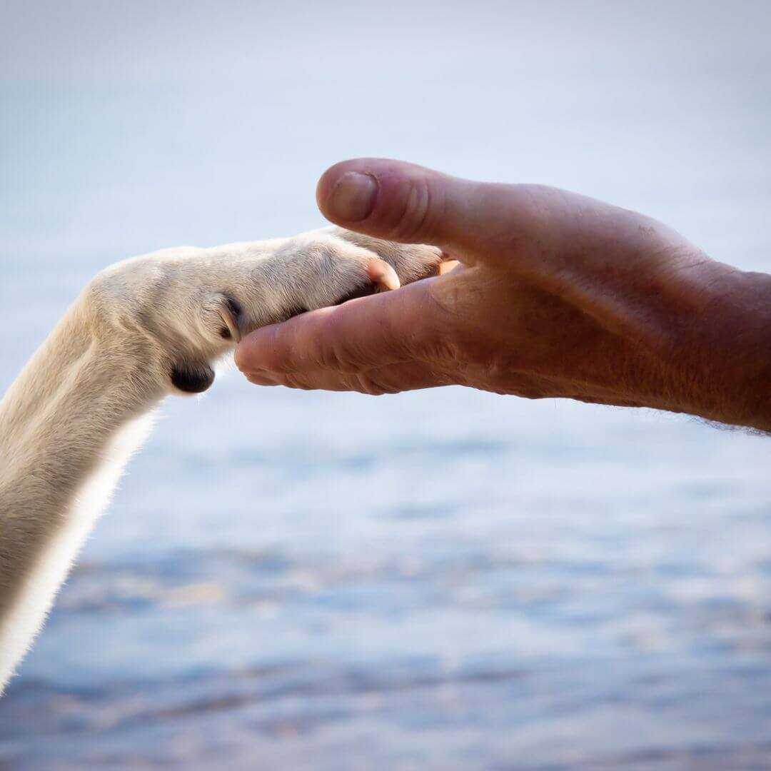 anticipatory grief and pet loss