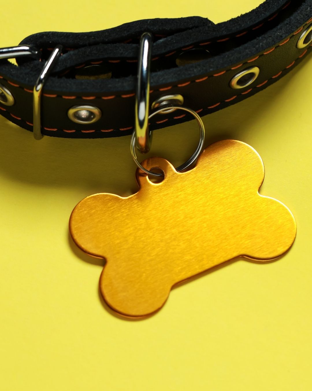 A dog’s collar and tags kept as a meaningful remembrance