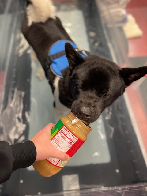 A Remarkable Journey: Our Pup’s Miracle Recovery from FCE ("Canine Spinal Stroke”) with an Incredible Vet Team, a Water Treadmill & Physical Therapy - Whisker&Fang