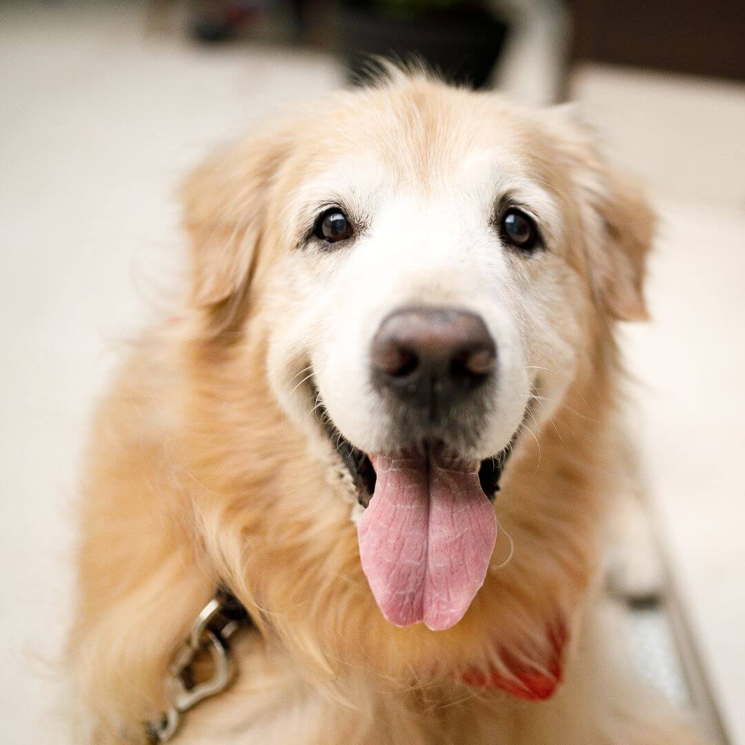 how to tell if your pet is in pain