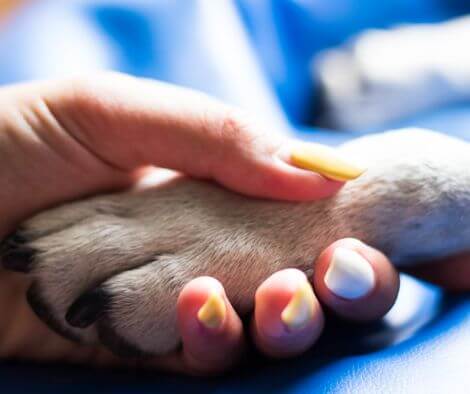 Coping with Pet Loss - Whisker&Fang