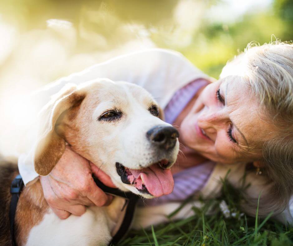 senior dog tips