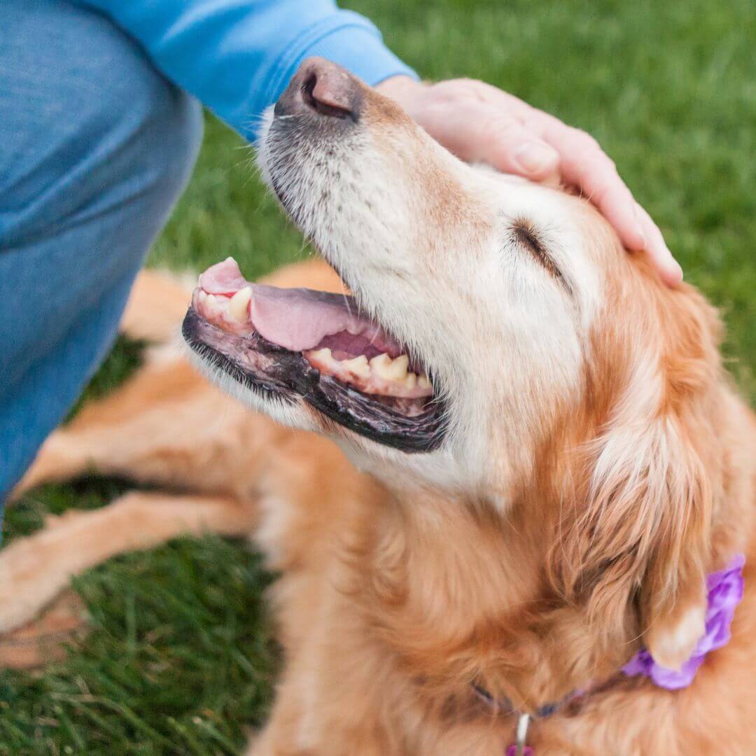 caring for senior pets