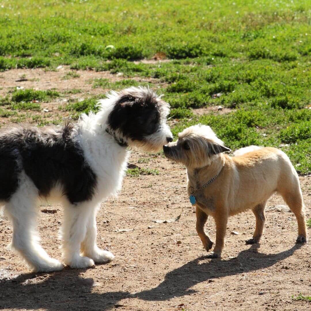 introducing a new pet after pet loss