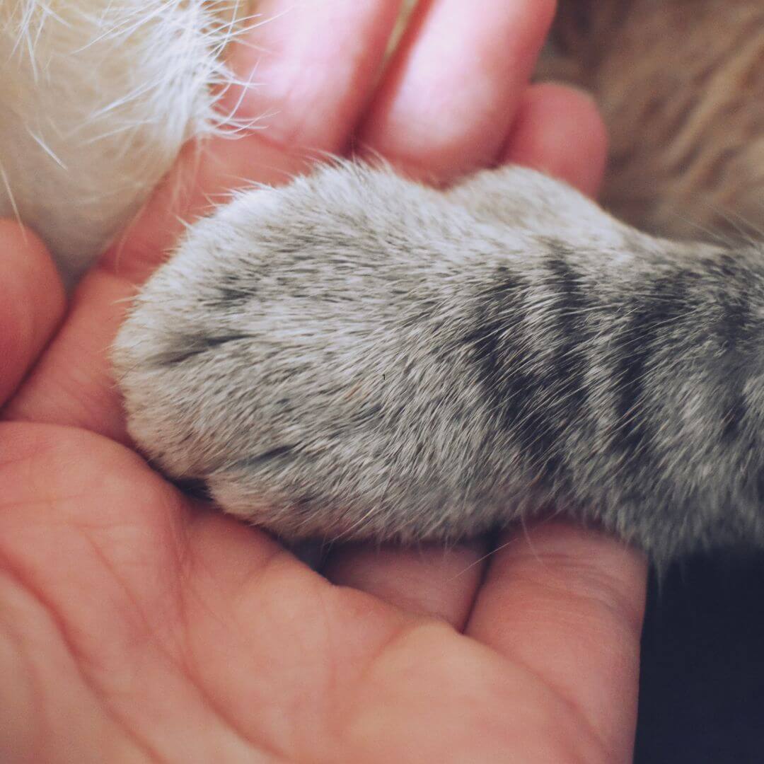 coping with pet loss