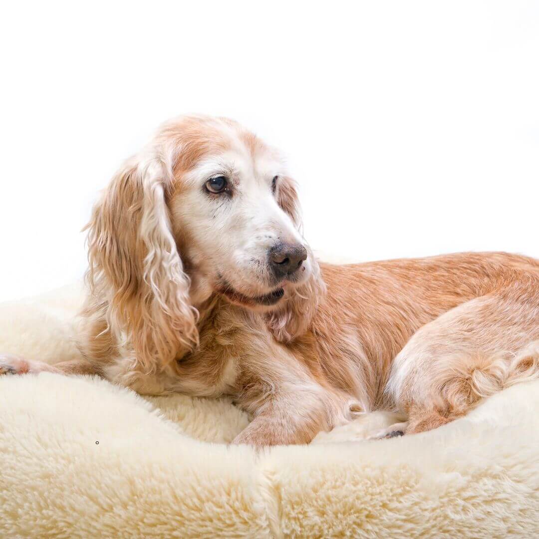 benefits of in home euthanasia for pets