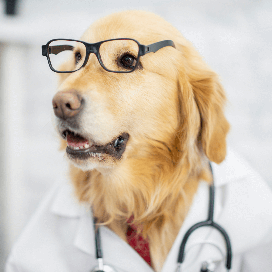 Celebrate Pet Wellness Month: Tips for a Healthy and Happy Pet
