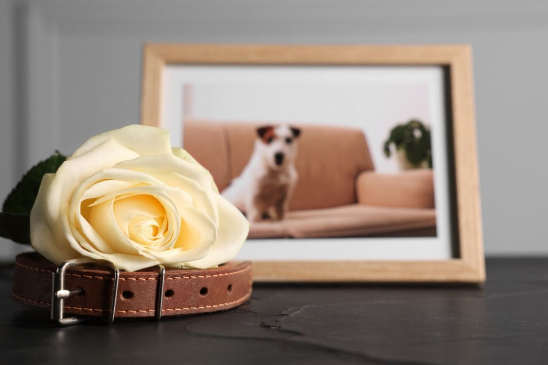 Coping with pet loss