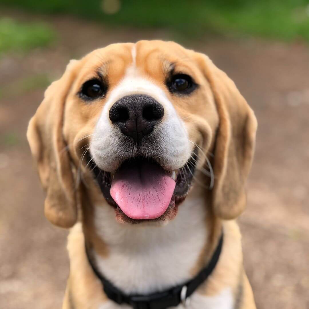 pet identification
