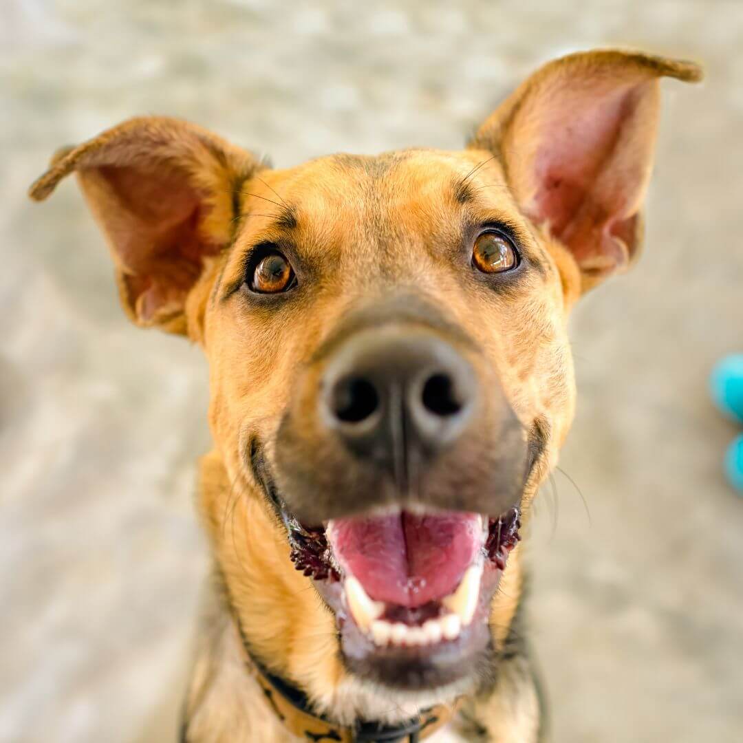 Pet-Friendly Travel Tips